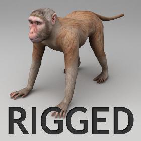 Rhesus macaque rigged